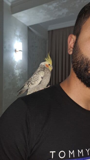 Volkswagen: Nimfa (Cockatiel) tutuquşu - Növ: Nimfa (Nymphicus hollandicus) - — 1