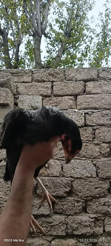 çöl toyuğu: Toyuq, Damazlıq — 1