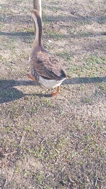 Xoruzlar: 1eded erkek qaz 30m.ordek diwi 15m 2sin getren olsa 40m nardaran — 1