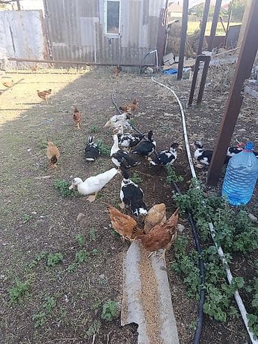 Digər quşlar: Cəkisi 2 kilo,3 ayliq heyavndi,damazliq ucun,butun dermanlari — 5