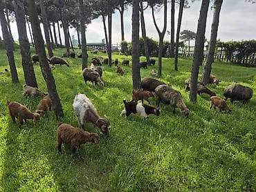 hovuz temizliyi: Qoyun və Keçi Otarma Xidməti - Yaşıllıq sahələrinin, sənaye və — 7