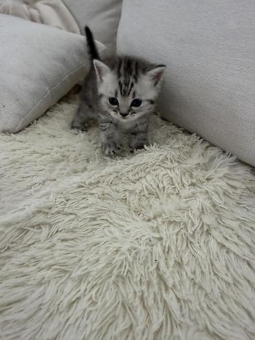 pulsuz verilir: Britan — 7