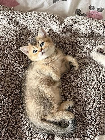 шотландский котенок купить: Шотландская — 6