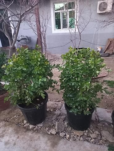 otaq bitkileri: Heca (Pittosporum tobira) dekorativ koldar – iri qara plastik və — 4