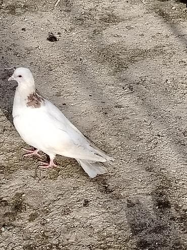 simental erkek dana: Salam bele bir boynugullu erkey satilir qus masdagadadi baadan qizma — 5