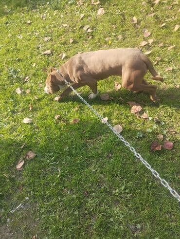 пекинес цена в баку: Питбуль — 6