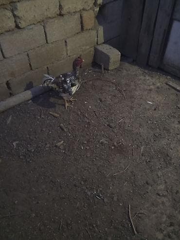 sultan xoruzu: Heyrati satilir 9 ayliqdi — 2