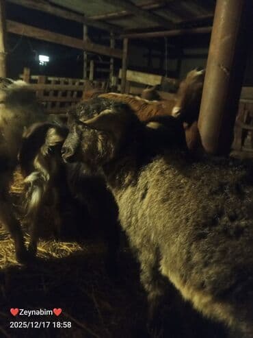 Inəklər, öküzlər: 7 bas disi damazliga yararli elde saxlanan tam saglam keci cepis — 3