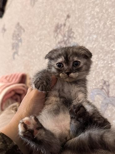 scottish fold satilir: Şotland, Dişi, Ödənişli çatdırılma — 3
