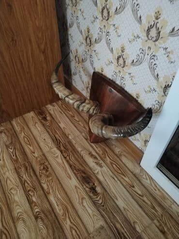 dana qiyməti siyəzən: Savetden qalma buynuz divardan asmaq üçün babamdan qalıb qiymet 250 — 5