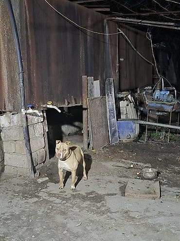 pisik sekilleri: Pitbul, 1 il, Dişi — 2