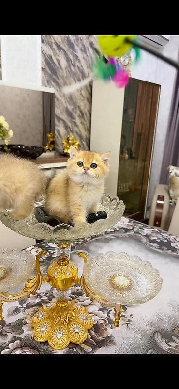 golden shinshilla: Britan, Yaxşı əllərə — 7