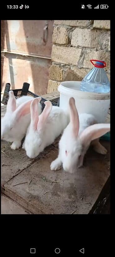 ev dovşanı: Kaliforniyalar 30m cutu. Rizenler 120m temiz. Qandır catırlma var — 2