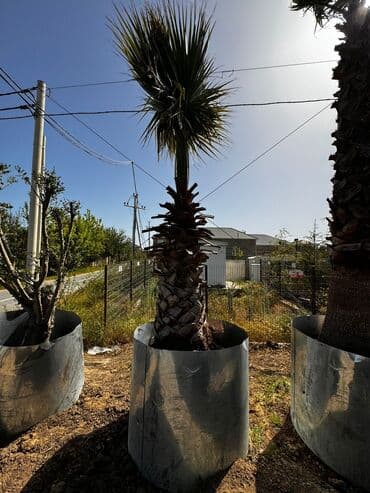 banan agaci: Satilir 1700manat yarpaqla bir yerde 4metirdir — 2