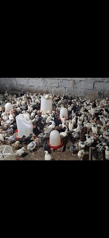 Toyuq cücələri, Damazlıq, Ünvandan götürmə