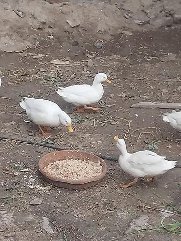 mal qara qusar: Məhsul: Ördəklər (ağ və rəngarəng) Təsvir: - Həyətyanı şəraitdə — 4