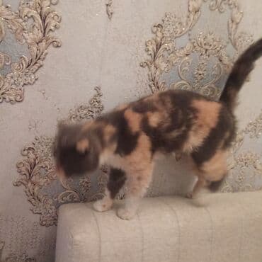 шотландский вислоухий котенок баку: Britan yastı qulaq, Dişi — 5