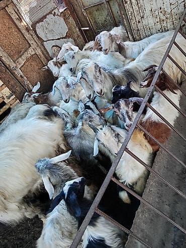 bakida it barinagi: Salam 22 başdi 10 anadi 11 bala bidenede içinde yaş yarrimliq divir — 2
