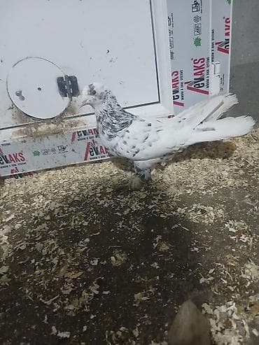 qaz balalari satilir: Enli quyruq super çil — 2