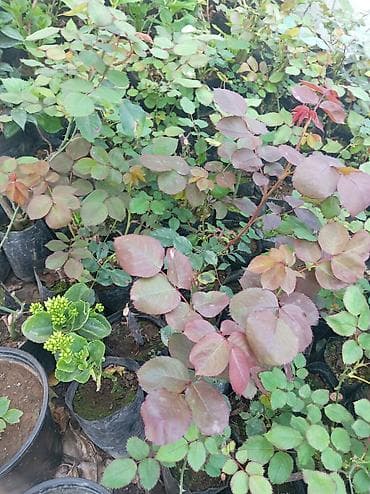 malina kolu: Qızılgül (Rosa) tingi – qara polietilen kisədə, kökləri torpaqla — 2