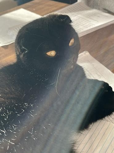 bala pisik sekilleri: Şotland yastı qulaq — 4