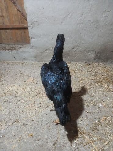 ev quşları haqqında melumat: Xoruz, Heyratı, il: 2 — 3