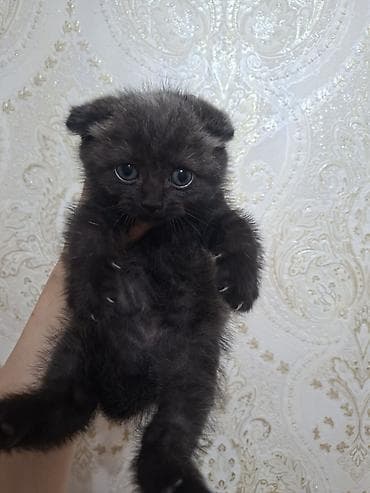 pisi: Şotland yastı qulaq — 3