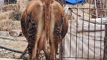 Dişi, Simental, il: 3, 450 kq