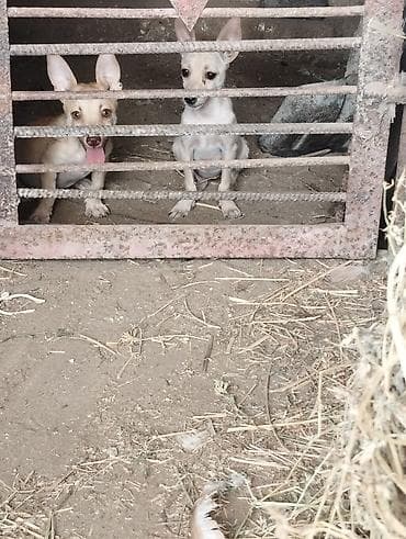itle: Salam Gördüyünüz Zvanok Balaları satılır o biri şəkildəki Atası və — 1