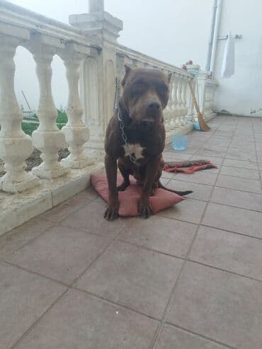 it adlari qiz: Pitbul — 4