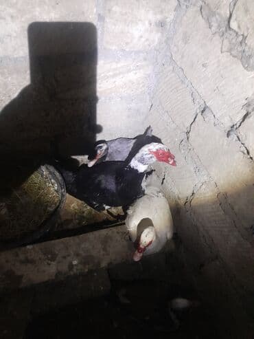 ördək balası və cücə: Salam aleykum 4ay 20 günlük lal ördək baları var isdiyin olsa qiymət — 1