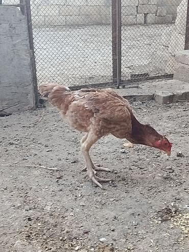 kreditle it satisi: Toyuq cücələri, Damazlıq — 2