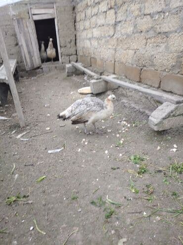 hinduska balasi satilir 2019: Salam aleykum. Satışda bir dənə qara qanad tovuzquşu fərəsi var. 7 — 6