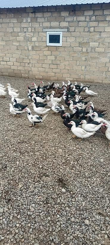 Lal ordekler satılır 40 fere 10 xoruzudur əsil damazlıq heyvandir teze