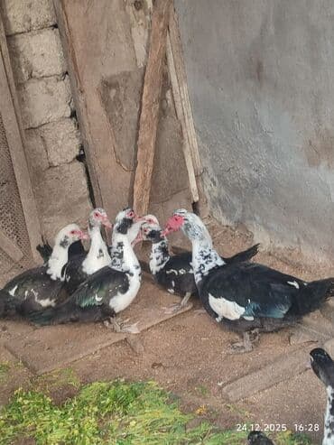 Eşşəklər: Dişi, | Lal ördək, Ətlik — 4