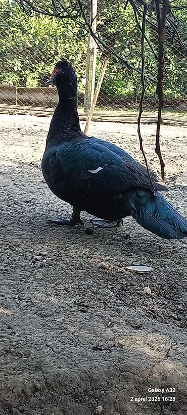 mandarin ördək: Erkək, | Lal ördək, Ətlik — 9