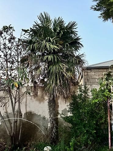 Dekorativ palma satılır. Hündürlüyü 5.5metrdən çoxdur. Xüsusiyyətlər