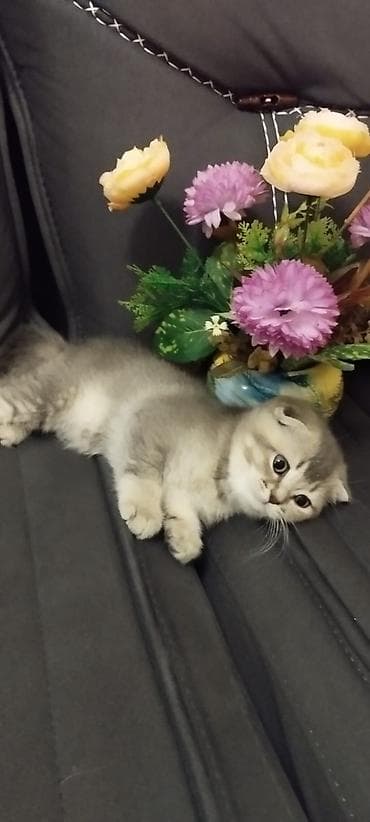 pişik balasi: Şotland, Dişi, Pulsuz çatdırılma — 2