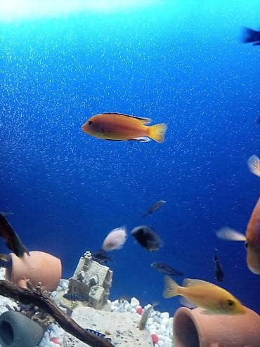 itlerin satisi sayti: Baliq multikar fayfiş limon ləpart — 3