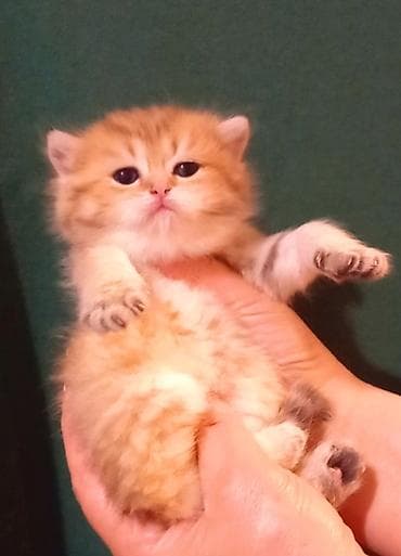 ucuz ev itleri: Britan, Erkək, Dişi, Yaxşı əllərə, Ünvandan götürmə — 5