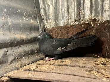 Pişiklər: Məhsul: Ev göyərçinləri (bir neçə fərqli rəngdə) Təsvir: - Şəkillərdə — 2