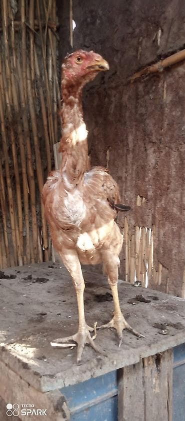 dovsan satilir: Toyuq, Damazlıq — 8