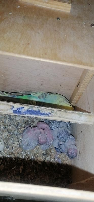 korella tutuqusu haqqında: Bir cüt quş və 4 balası . balalar 3 həftəlik quşlardı. saglamlamdılar — 3