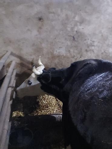 Toyuqlar: Qısırdı balası yoxdu - Cins tipi: qara-ağ (yerli südlük istiqamət) - — 8