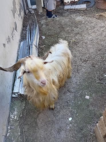 Satılır il yarmlıq erkey kecidi. Unvan mehdiabad