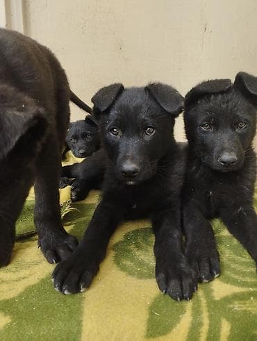 ev itlerinin satisi: Восточные Авчарки два месяца отроду — 8