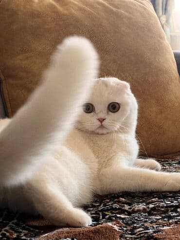 pişik şəkilləri: Şotland yastı qulaq, Erkək, Dişi, Yaxşı əllərə — 8