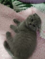 K/t heyvanları və malları: Şotland, Dişi, Ünvandan götürmə — 7