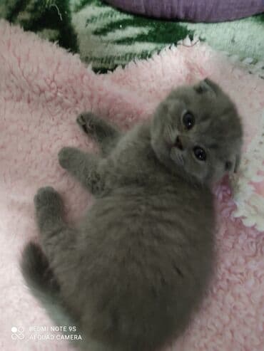 pişik üçün qum qabı: Şotland, Erkək, Dişi, Ünvandan götürmə — 16