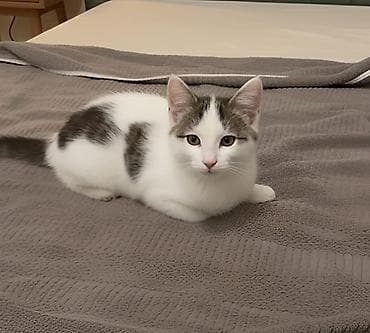 pisiy balasi: Erkək, Dişi, Yaxşı əllərə — 6